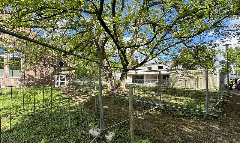 Die NABU-Gruppe Willich hat angefangen, um den großen Flügelnuss-Baum herum das Gelände für den zukünftigen Pflanzenbewuchs freizumachen.