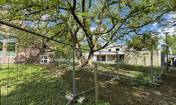 Die NABU-Gruppe Willich hat angefangen, um den großen Flügelnuss-Baum herum das Gelände für den zukünftigen Pflanzenbewuchs freizumachen.