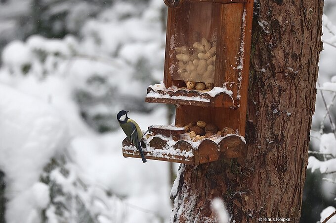Kohlmeise an der Nussbar,  Foto: NABU Willich Klaus Keipke